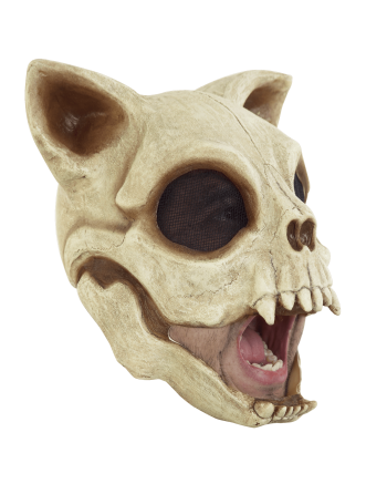 Cat skull