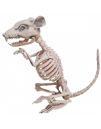 Esqueleto de rata sentada