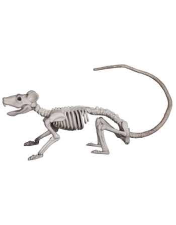 Rat skeleton
