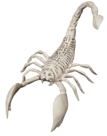 Scorpion skeleton