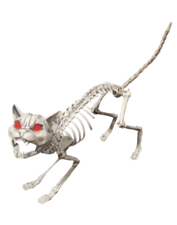 Animated cat skeleton